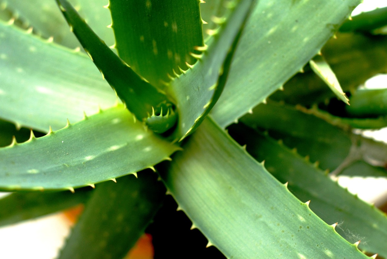 masca de fata cu aloe vera facuta in casa