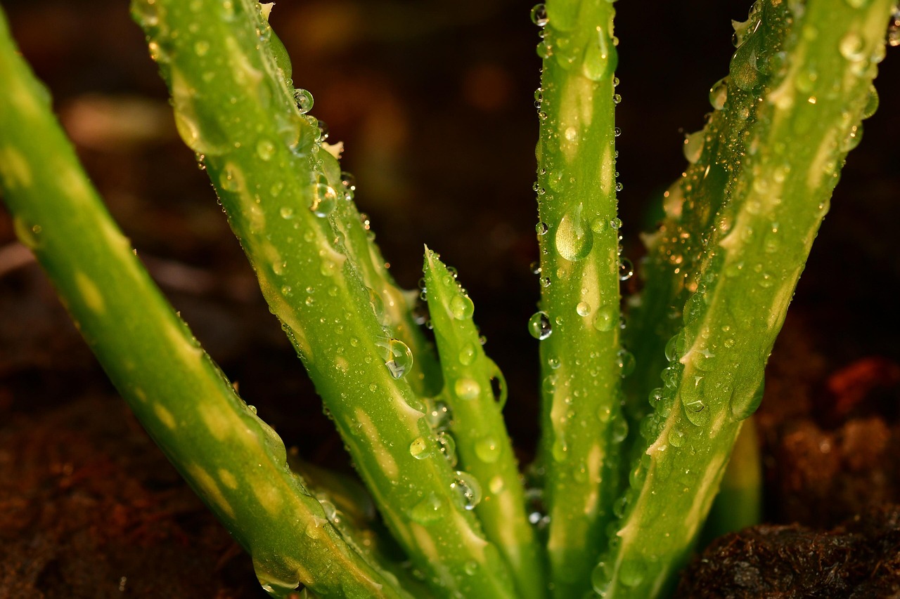 masca de par cu aloe vera facuta in casa