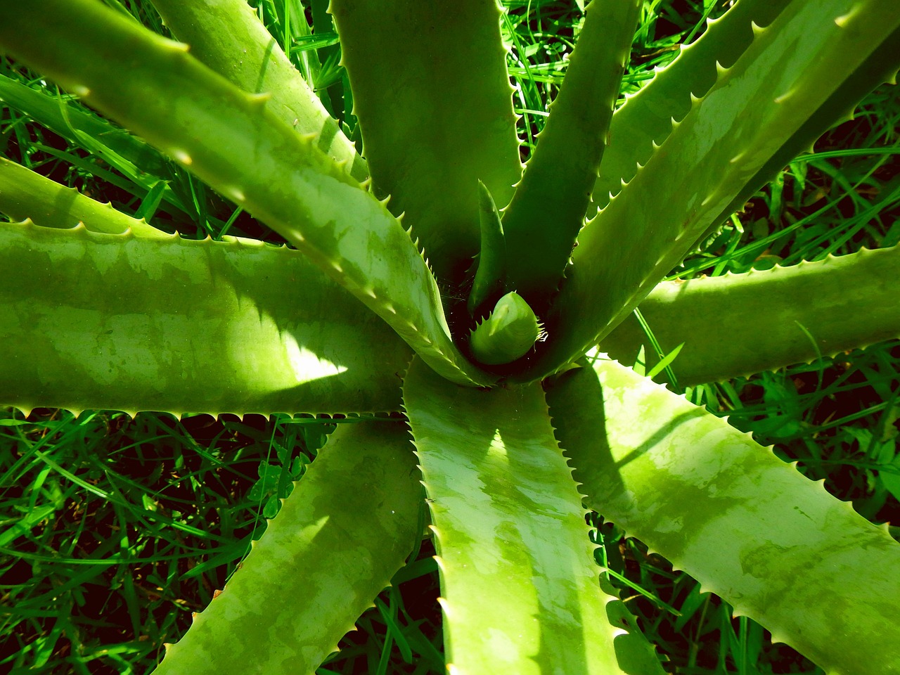 masca de fata cu aloe vera facuta in casa
