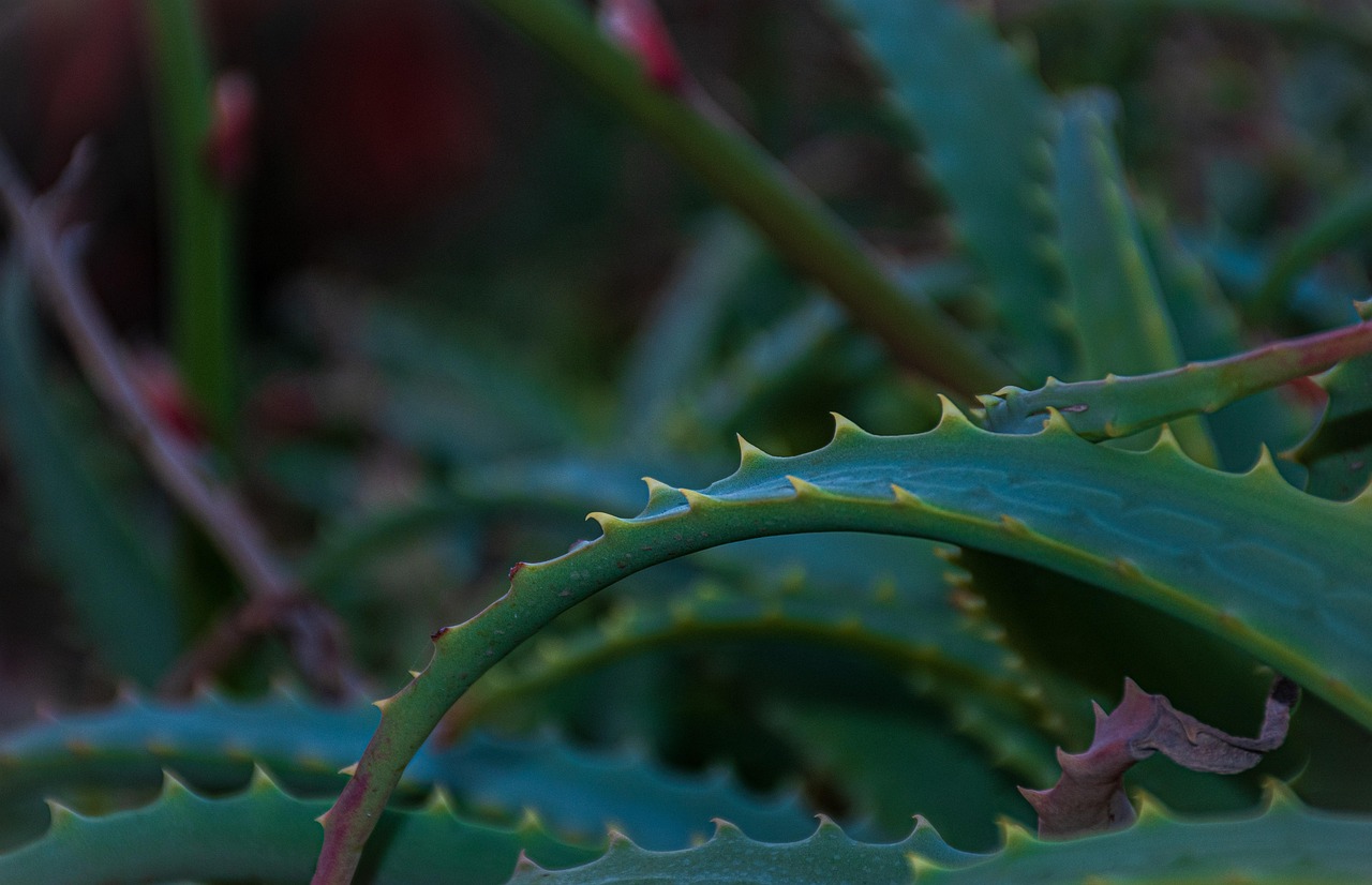 masca de fata cu aloe vera pentru riduri