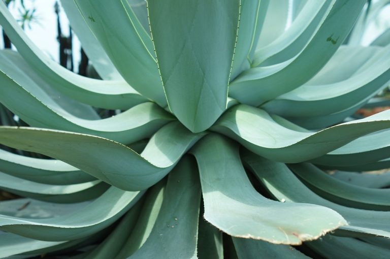 masca de par cu aloe vera facuta in casa