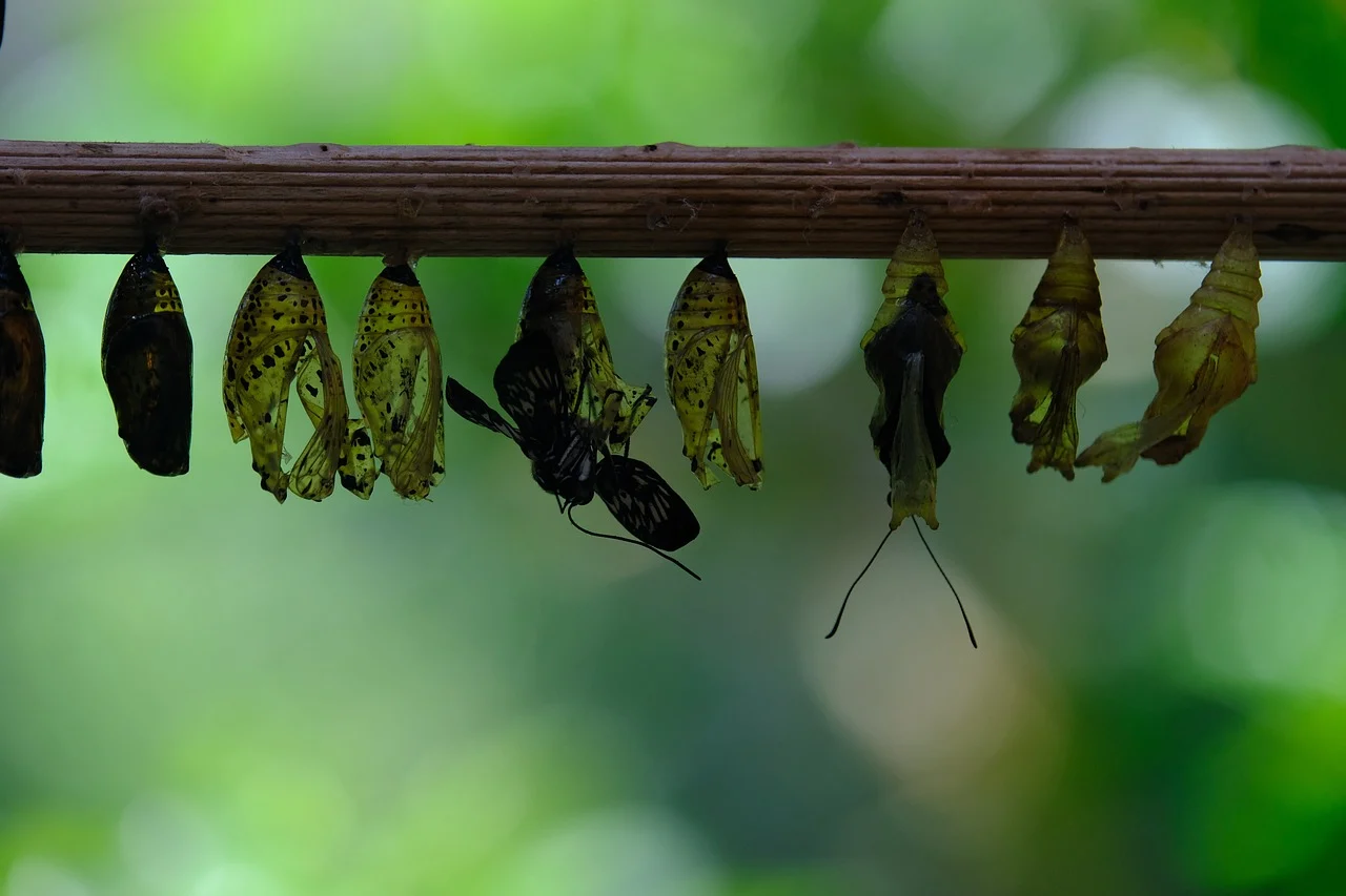 la ce se foloseste uleiul de cocos