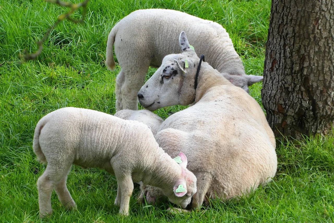 uleiul de menta pentru par